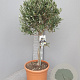 Olea europaea 100 cm 20L stam