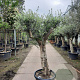 Olea europaea 100 cm stam container 50-60