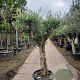 Olea europaea 100 cm stam container 50-60