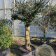 Olea europaea 100 cm stam container 50-60