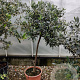 Olea europaea 160 cm 15L stam
