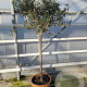 Olea europaea 160 cm 15L stam