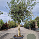 Olea europaea 180 cm stam container 50-60
