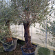 Olea europaea 180 cm stam container 50-60