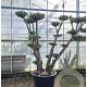 Olea europaea 200-250 cm container meerstammig extra