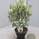 Olea europaea 30 cm 2,0L