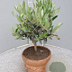 Olea europaea 40 cm 3,0L decopot