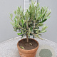 Olea europaea 40 cm 3,0L decopot