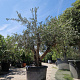 Olea europaea 40 cm stam container 60-80