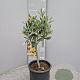 Olea europaea 50 cm 2,0L stam
