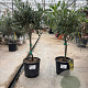 Olea europaea 50 cm 2,0L stam
