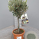 Olea europaea 50 cm 2,0L stam