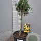 Olea europaea 50 cm 2,0L stam