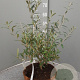 Olea europaea 50 cm 9L stam schaalvorm