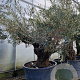 Olea europaea 50 cm container 100-125