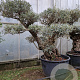 Olea europaea 50 cm container 100-125 pompon