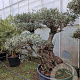 Olea europaea 50 cm container 100-125 pompon