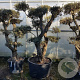 Olea europaea 50 cm container 100-125 pompon