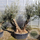 Olea europaea 50 cm container 100-125 pompon