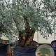 Olea europaea 50 cm container 125-150 vertakt