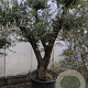 Olea europaea 50 cm container 60-80
