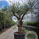 Olea europaea 50 cm container 80-100
