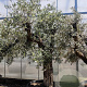 Olea europaea 50 cm container 80-100