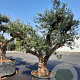 Olea europaea 50 cm container 80-100