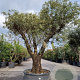 Olea europaea 50 cm container 80-100