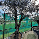 Olea europaea 50 cm container 80-100