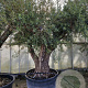 Olea europaea 50 cm stam container 125-150 vertakt