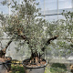 Olea europaea 50 cm stam container 125-150 vertakt