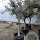 Olea europaea 50 cm stam container 20-25