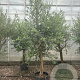 Olea europaea 50 cm stam container 25-30 extra