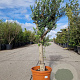 Olea europaea 50 cm stam container 25-30 extra