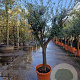 Olea europaea 50 cm stam container 25-30 extra