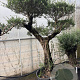 Olea europaea 50 cm stam container 50-60 pompon