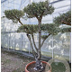 Olea europaea 50 cm stam container 60-80