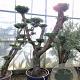 Olea europaea 50 cm stam container 60-80