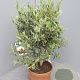 Olea europaea 60 cm C8