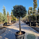 Olea europaea 70 cm container 20-25 BOL 50-60