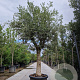 Olea europaea 80 cm stam container 40-50 bol