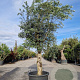 Olea europaea 80 cm stam container 40-50 bol