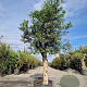 Olea europaea 80 cm stam container 40-50 bol