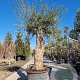 Olea europaea 80 cm stam container 60-80 schaalvorm