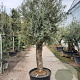 Olea europaea 80 cm stam container 60-80 schaalvorm