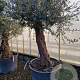 Olea europaea 80 cm stam container 60-80 schaalvorm