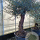 Olea europaea 80 cm stam container 60-80 schaalvorm
