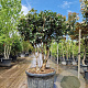 Osmanthus fortunei 140-160 cm container paraplu extra