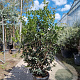 Osmanthus heterophyllus 175-200 cm 35L